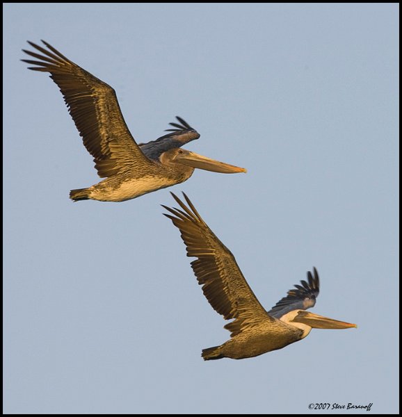 _7SB9613 brown pelicans.jpg - birds, photos, avian, nature, photography, fotos, images